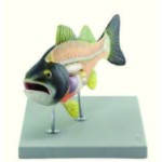 Fish Model